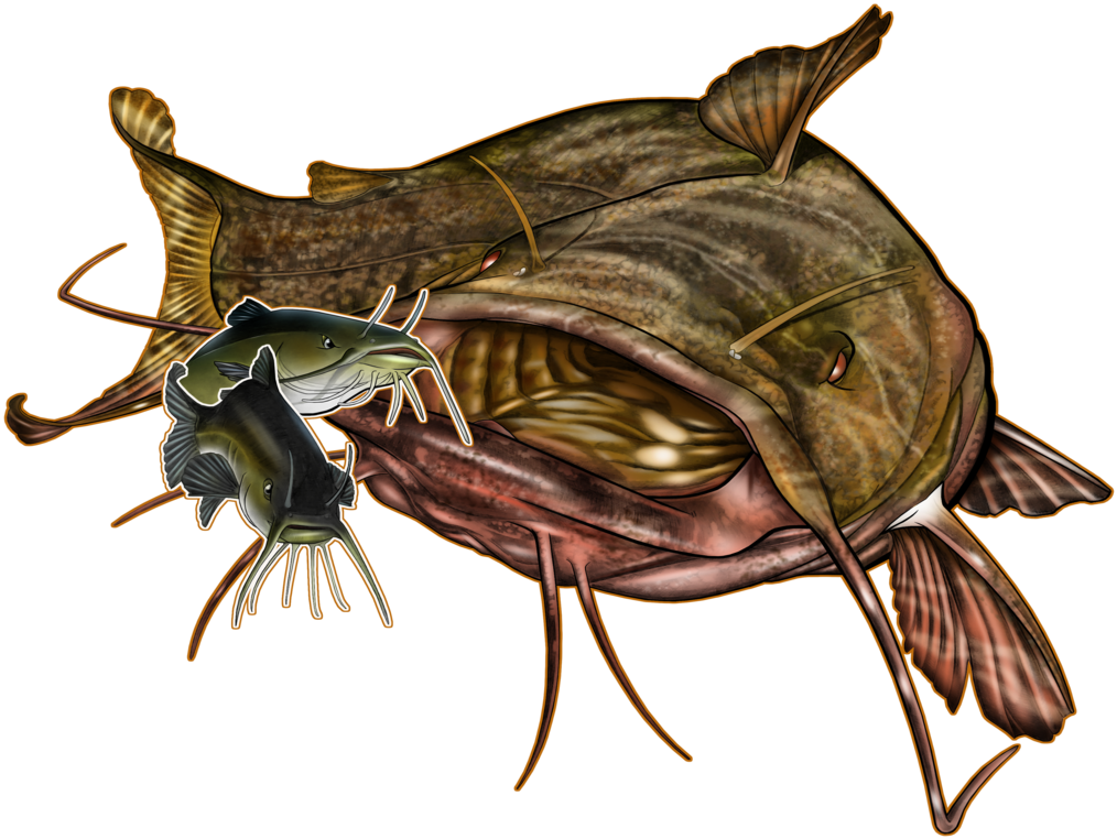 Detailed Catfish Illustration.png PNG Image