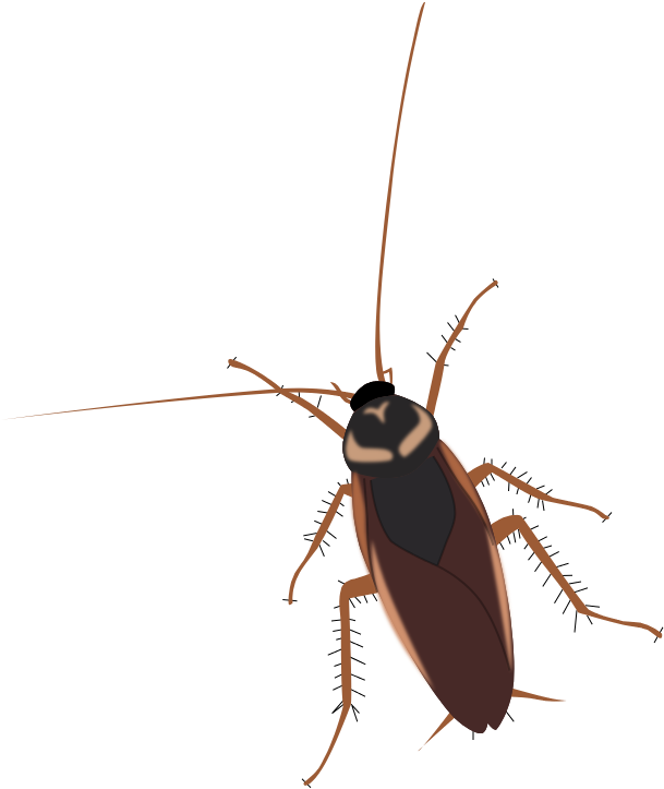 Detailed Cockroach Illustration PNG Image