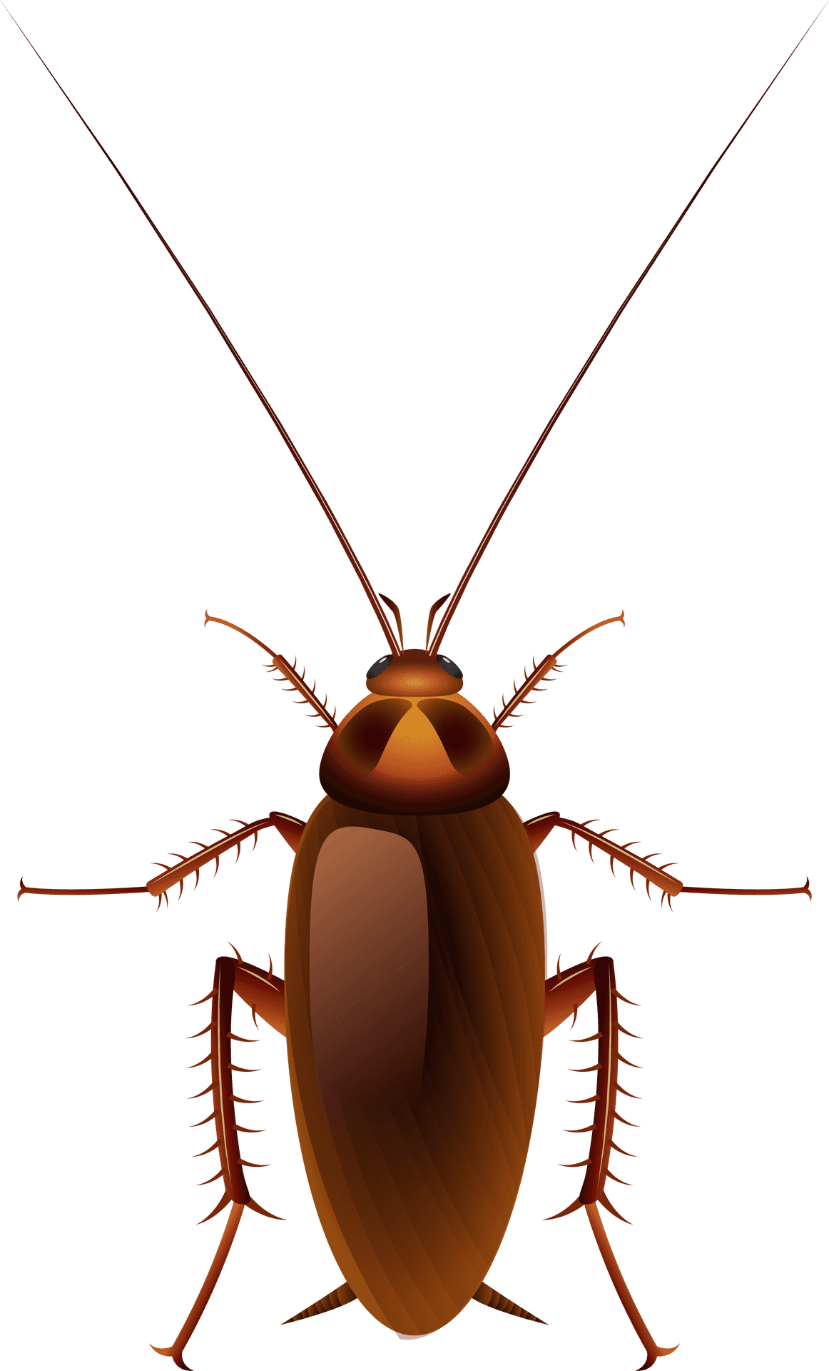 Detailed Cockroach Illustration PNG Image