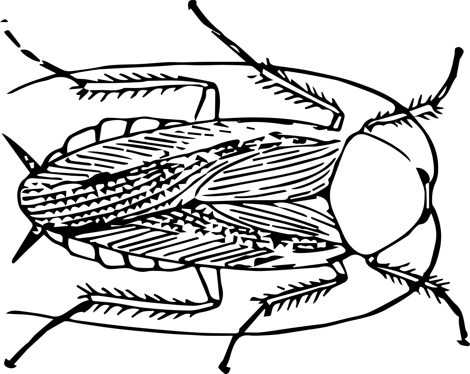 Detailed Cockroach Illustration PNG Image