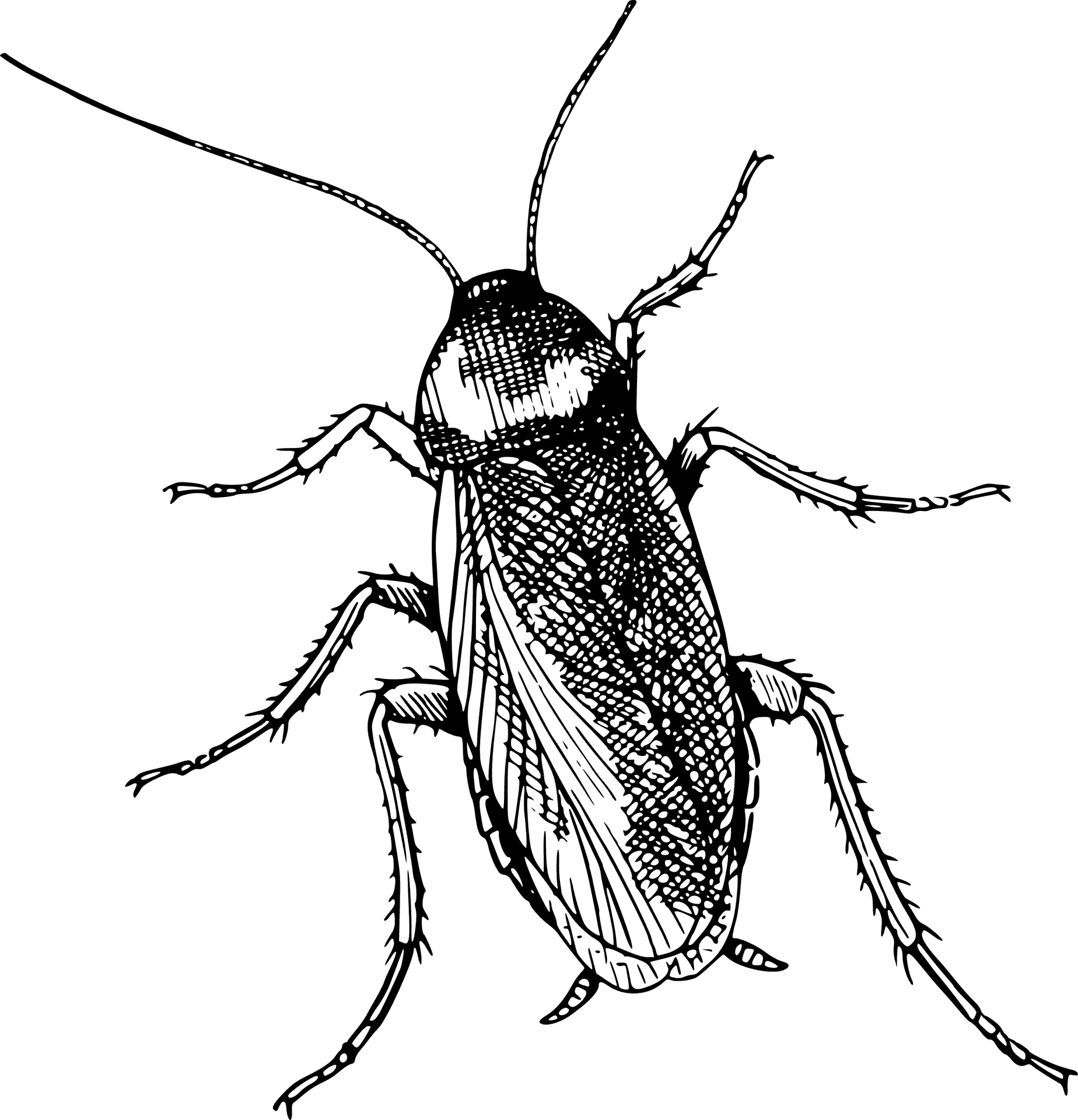 Detailed Cockroach Illustration PNG Image