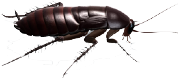 Detailed Cockroach Illustration PNG Image