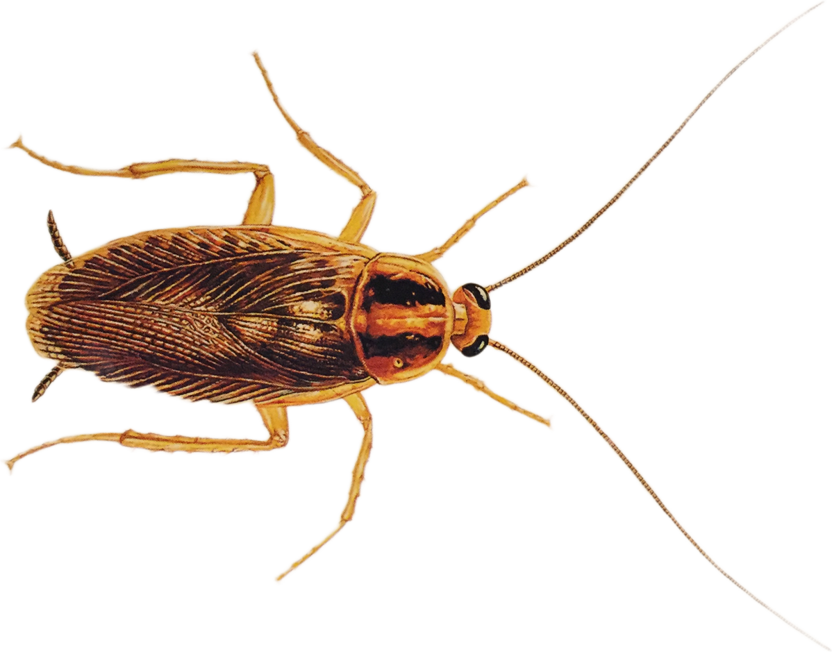 Detailed Cockroach Illustration PNG Image