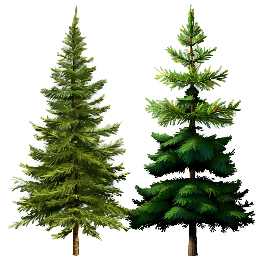 Detailed Evergreen Tree Png 06212024 PNG Image