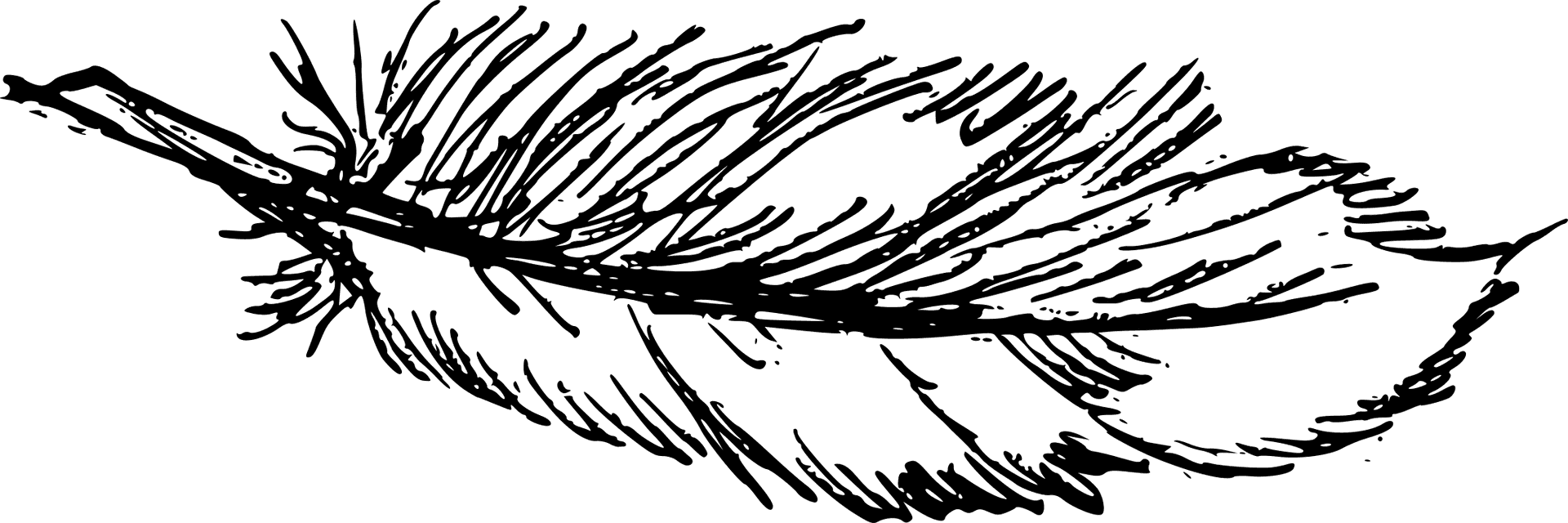 Detailed Feather Sketch Artwork PNG Image