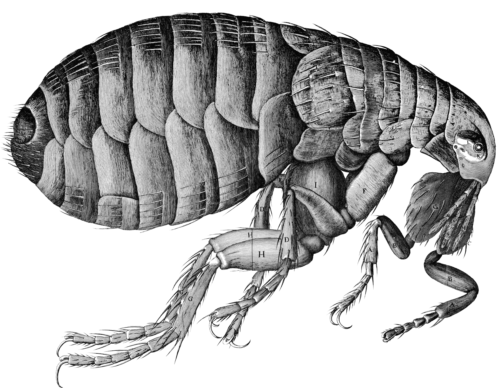 Detailed Flea Illustration PNG Image