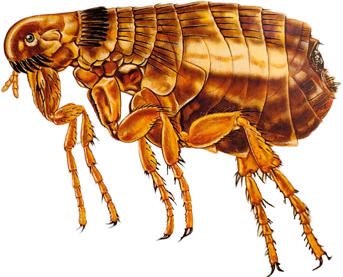 Detailed Flea Illustration.png PNG Image