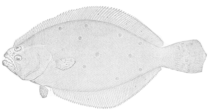 Detailed Flounder Sketch PNG Image