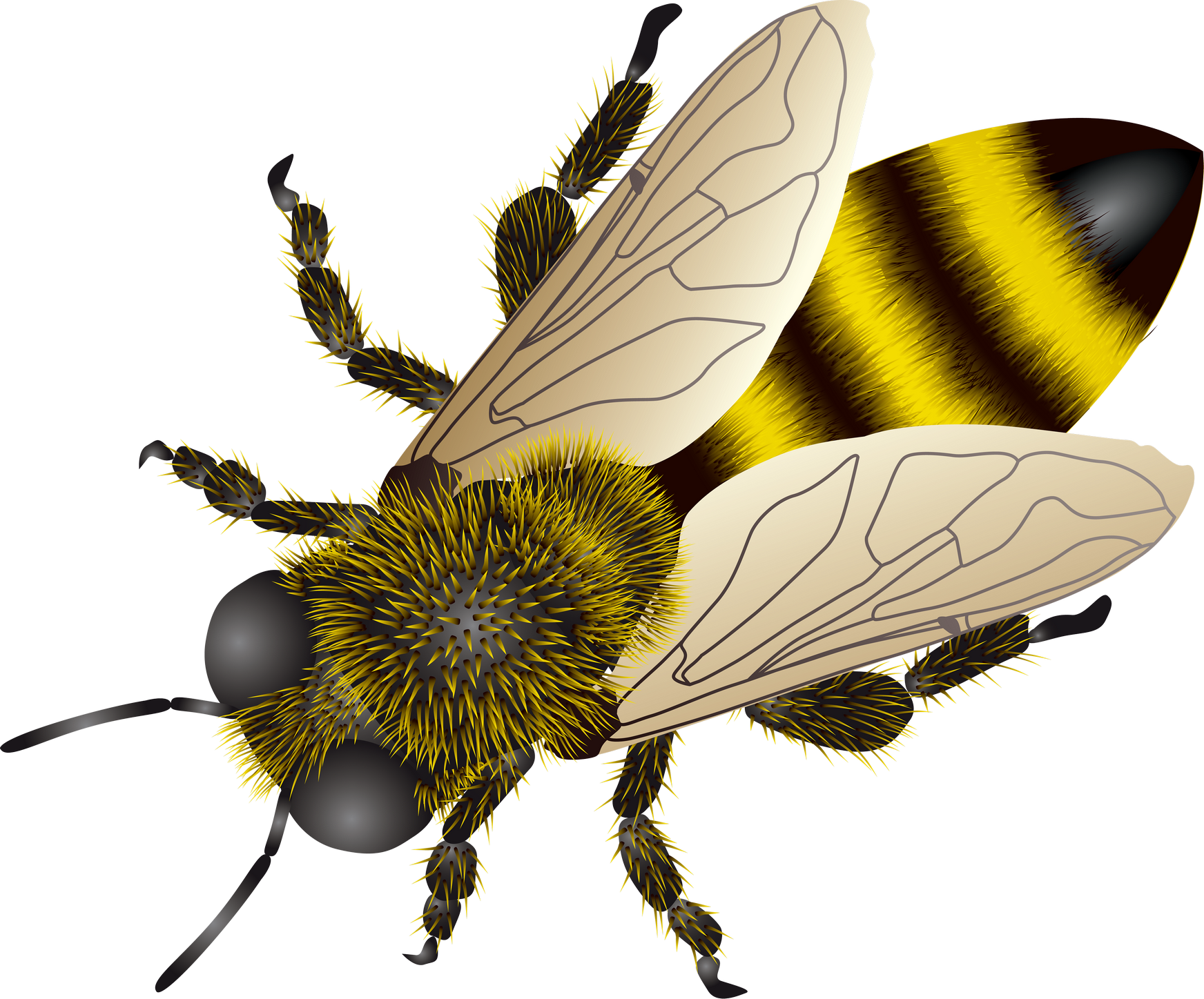 Detailed Honey Bee Illustration PNG Image