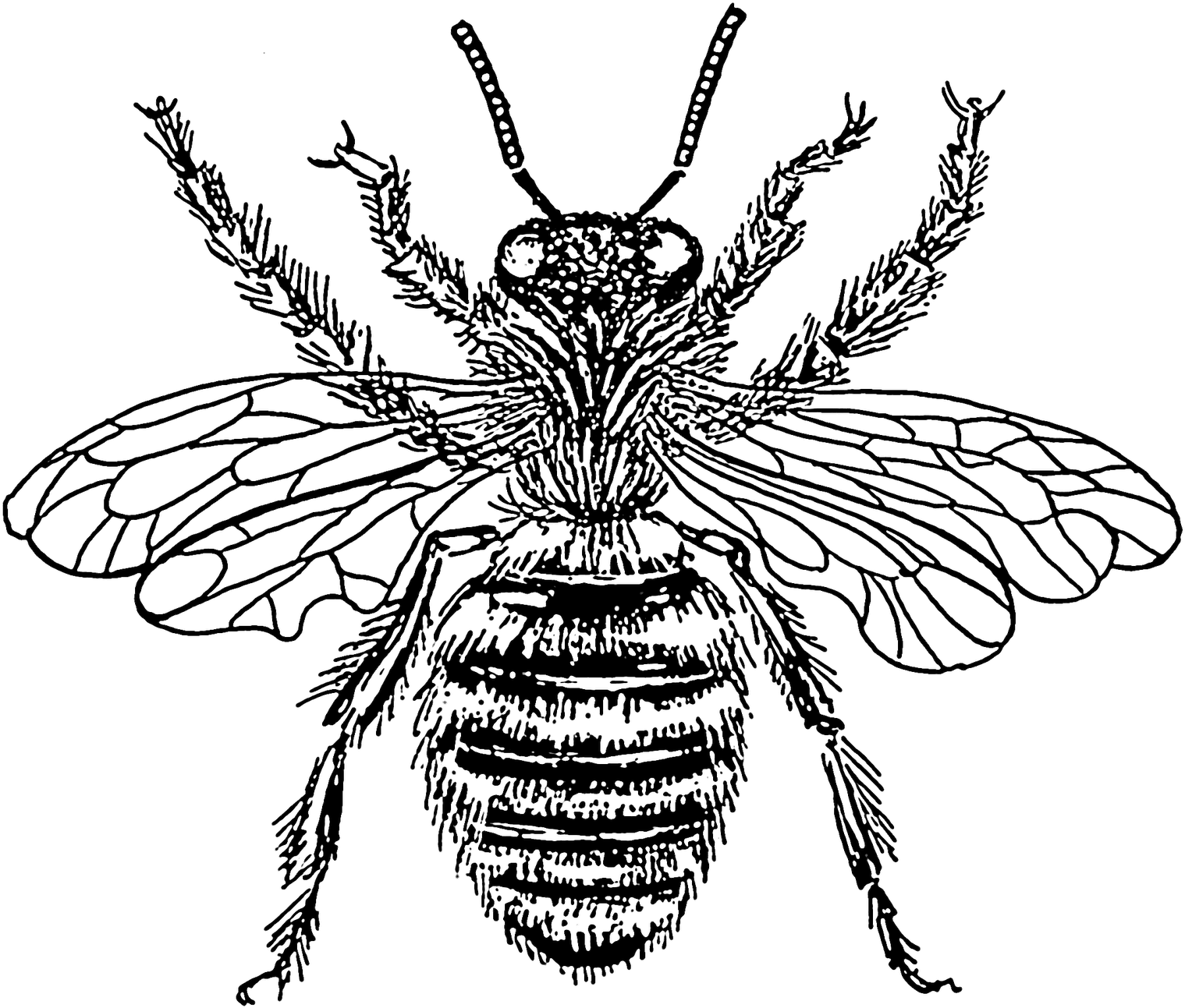 Detailed Honey Bee Illustration PNG Image