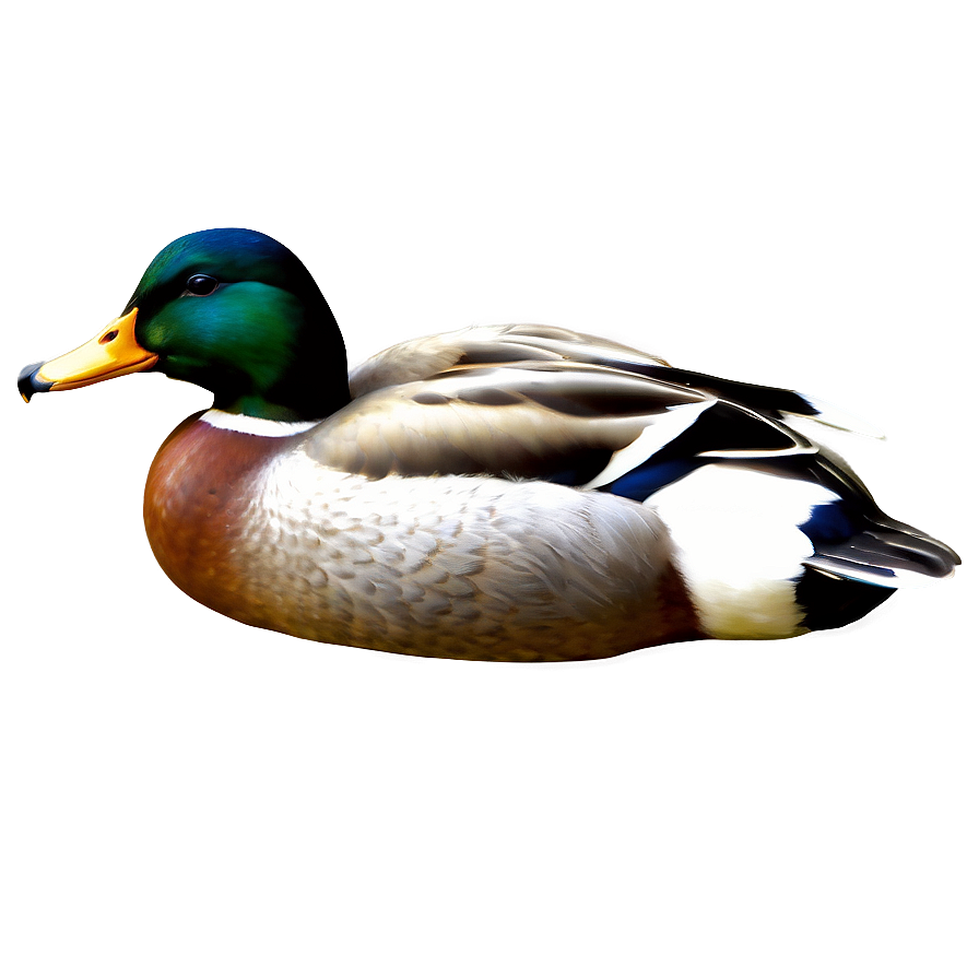 Detailed Mallard Duck Png Otw PNG Image