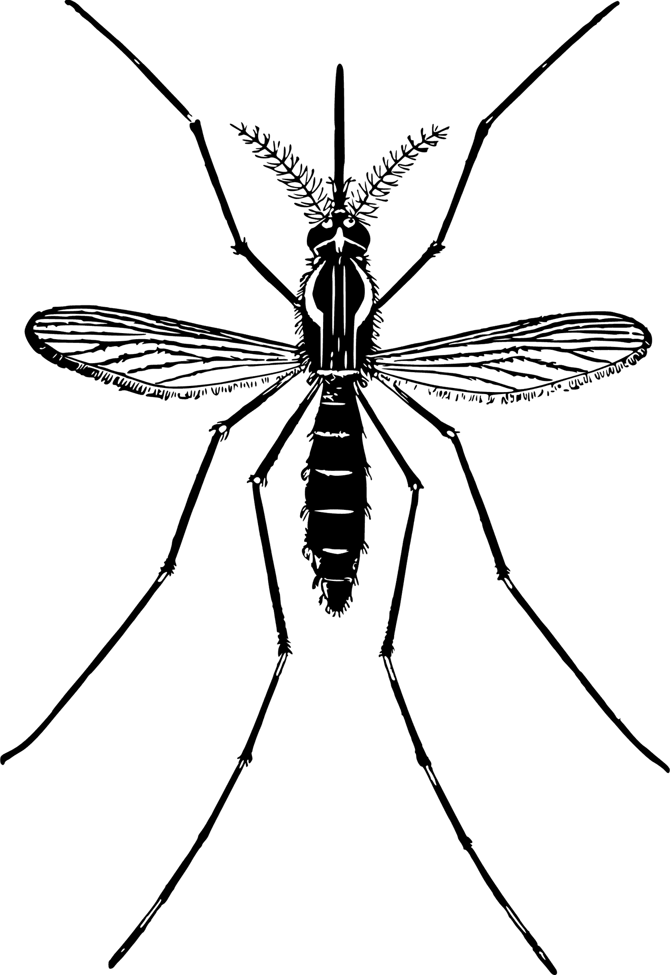 Detailed Mosquito Illustration.png PNG Image