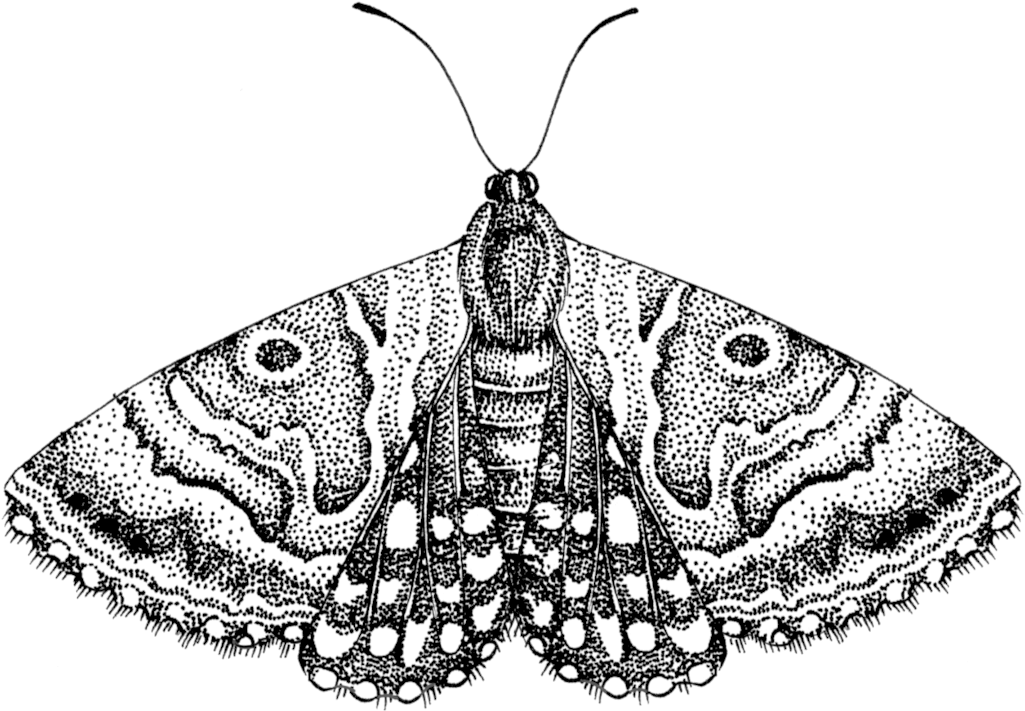 Detailed Moth Illustration PNG Image