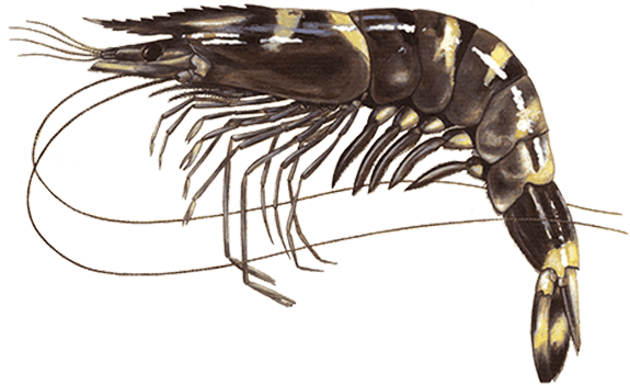 Detailed Prawn Illustration PNG Image