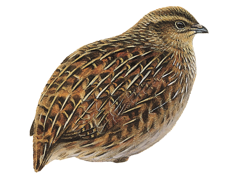 Detailed Quail Illustration PNG Image