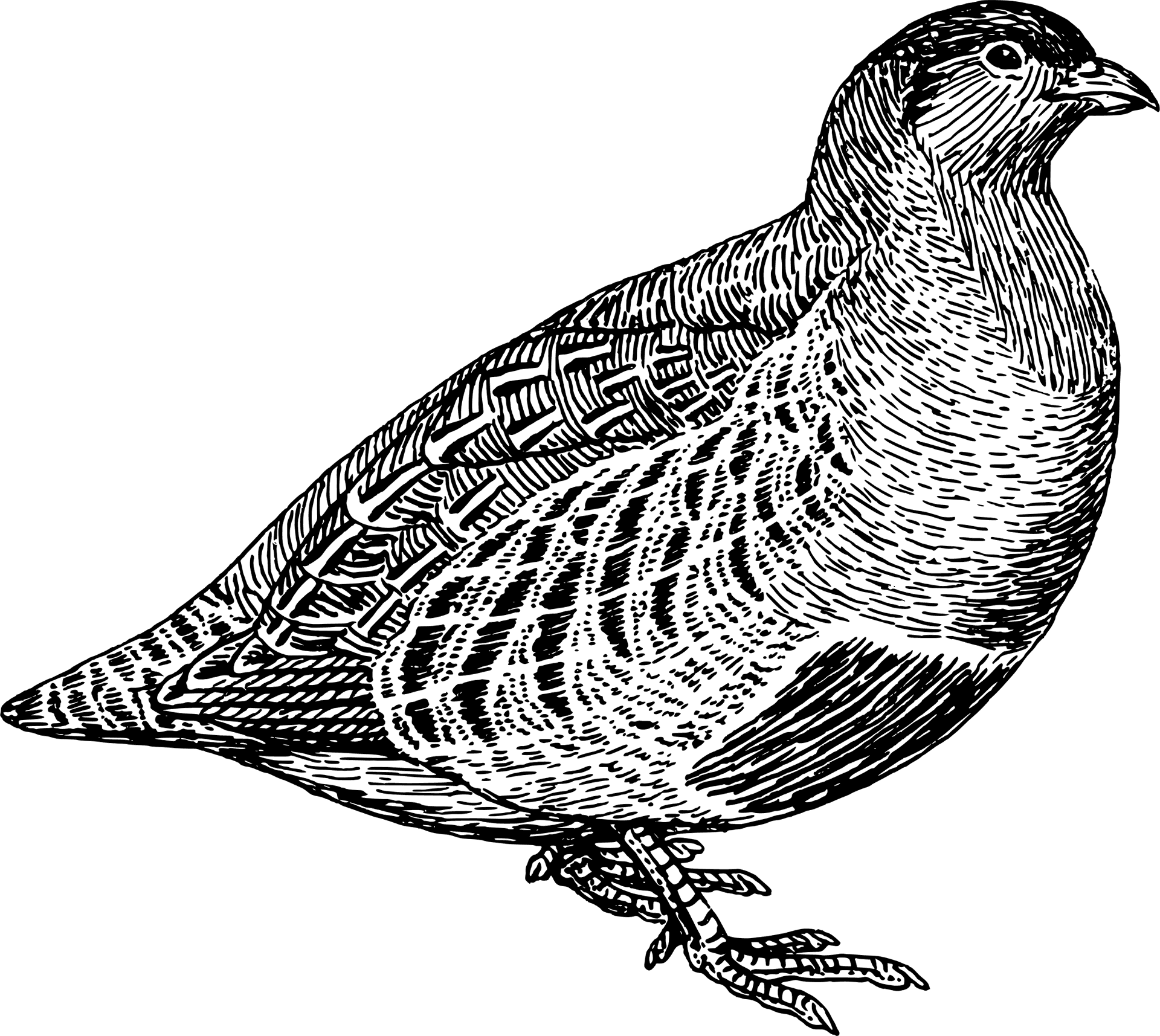 Detailed Quail Sketch PNG Image