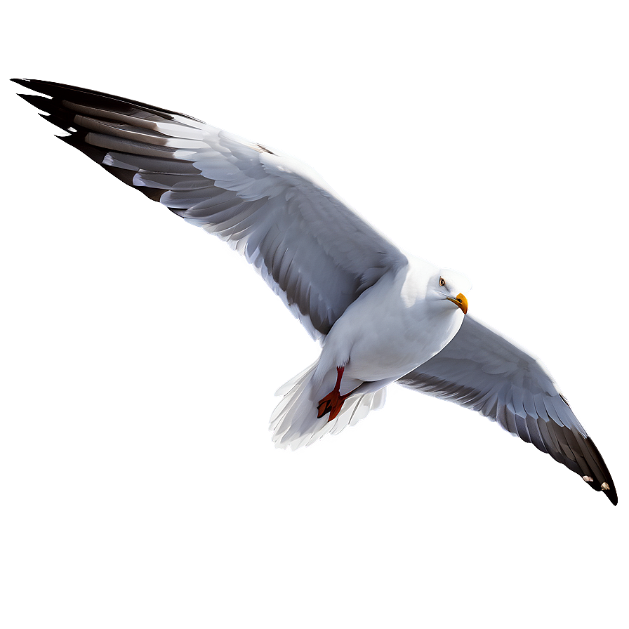 Detailed Seagull Illustration Png Hko PNG Image