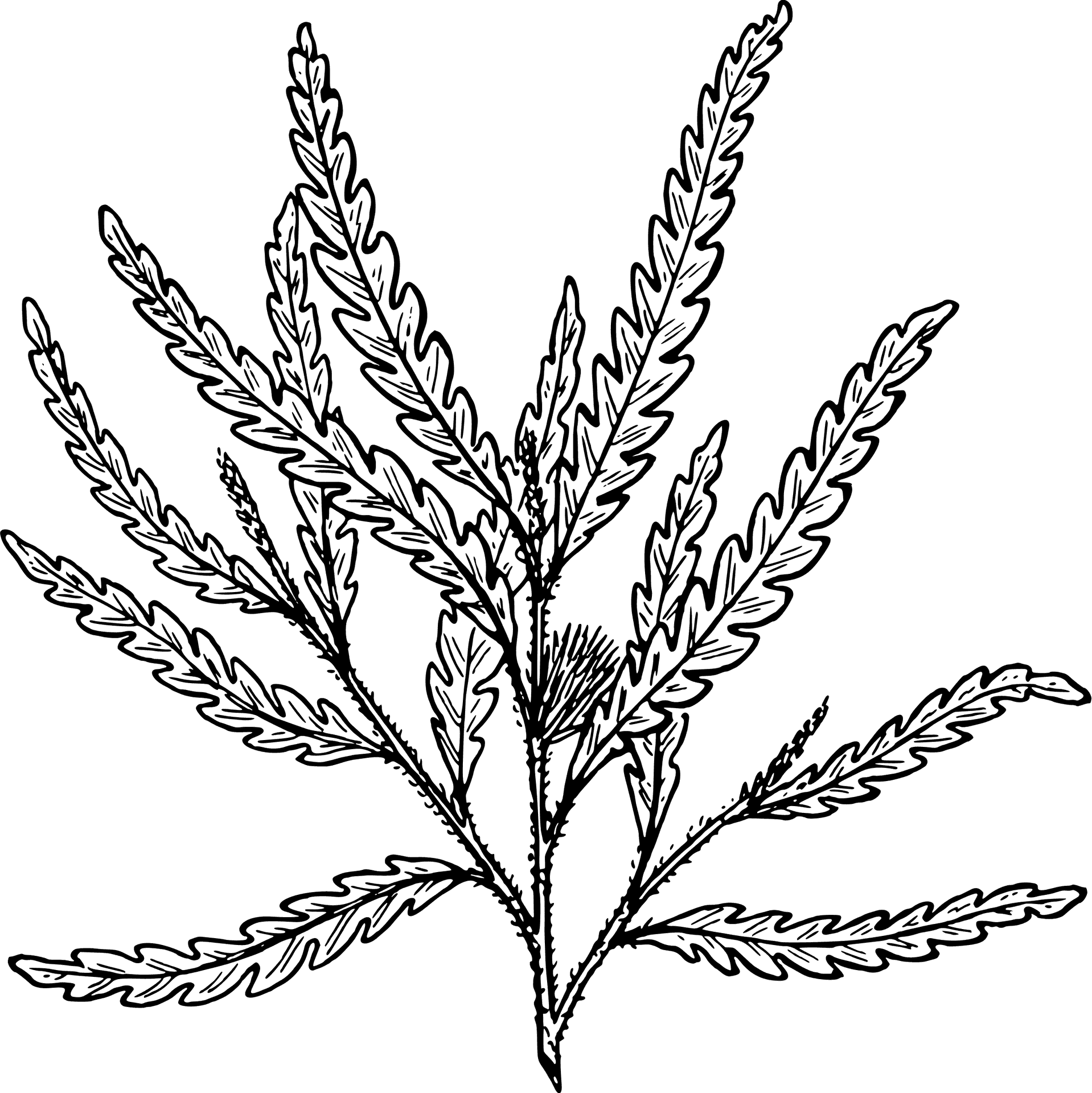 Detailed Shrub Sketch PNG Image