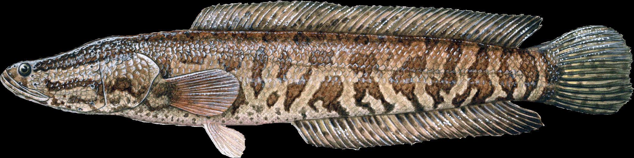 Detailed Snakehead Fish Illustration PNG Image