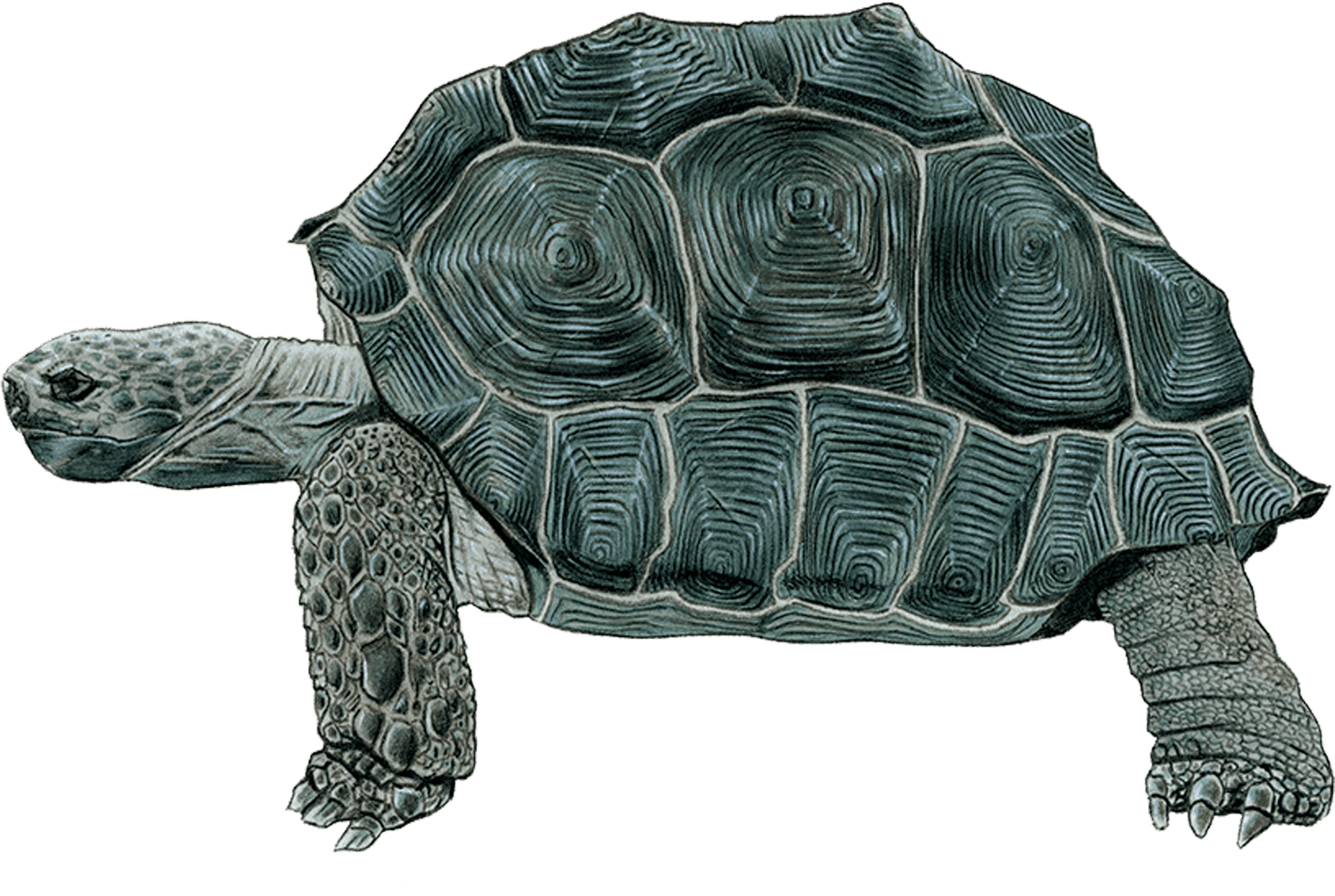 Detailed Tortoise Drawing PNG Image