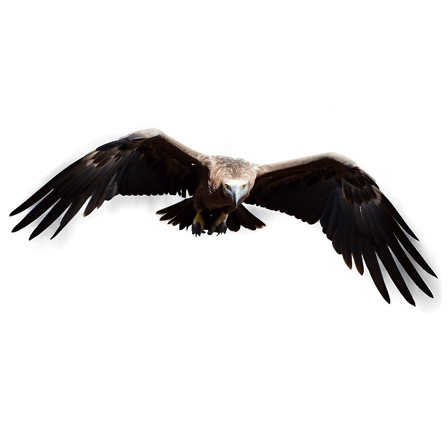 Detailed Vulture Circling Png Hop PNG Image