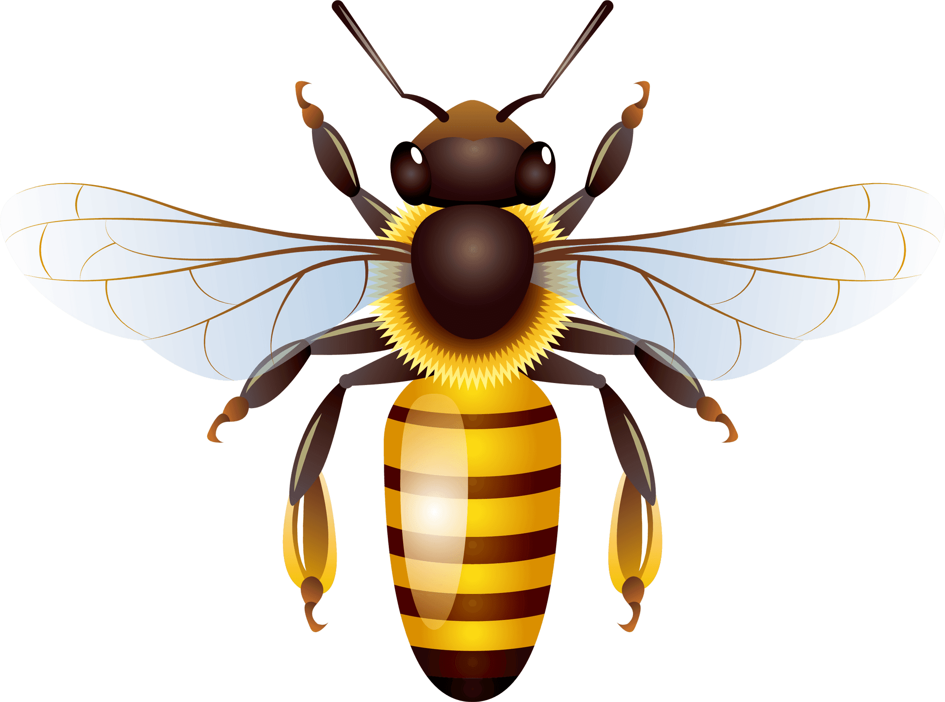 Detailed Wasp Illustration.png PNG Image