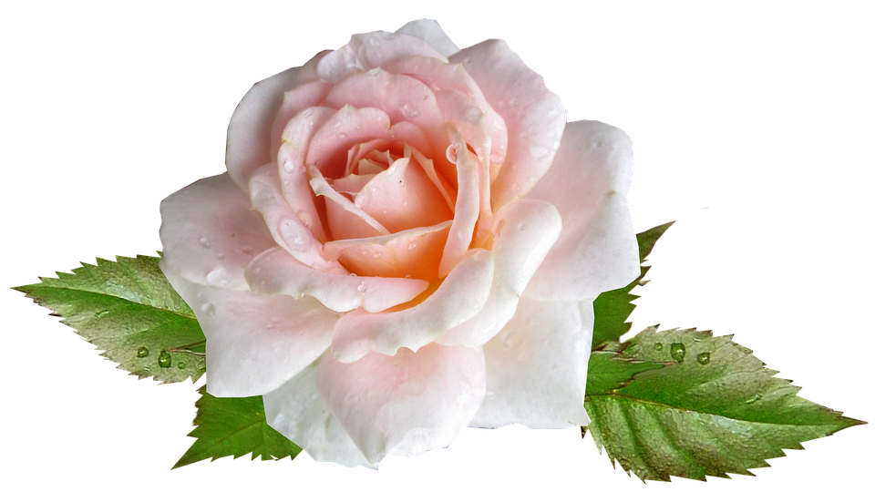 Dew Kissed Pink Rose.png PNG Image