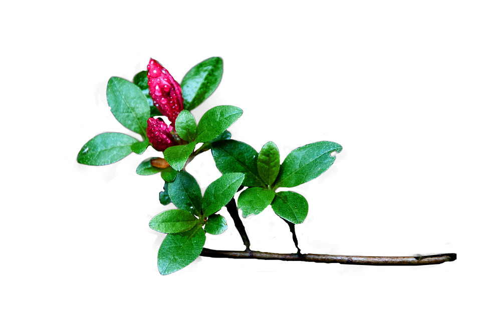 Dew Kissed Red Berriesand Green Leaves PNG Image