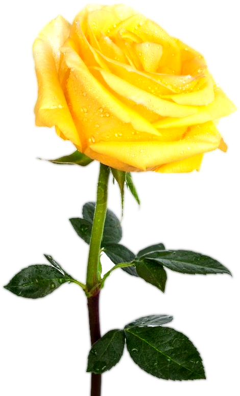 Dew Kissed Yellow Rose.png PNG Image