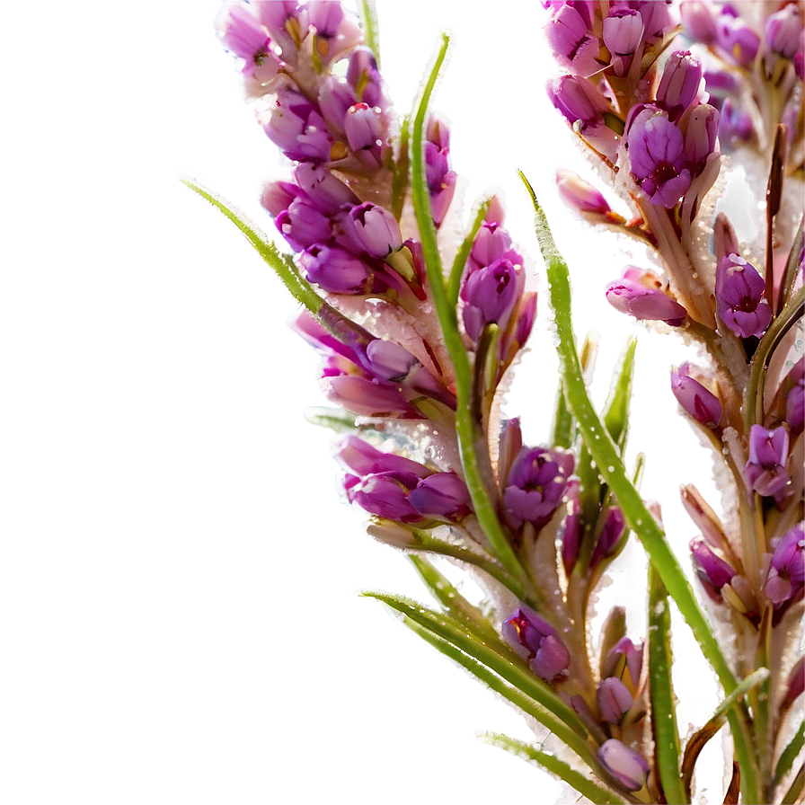 Dewy Heather Morning Png Dlt PNG Image