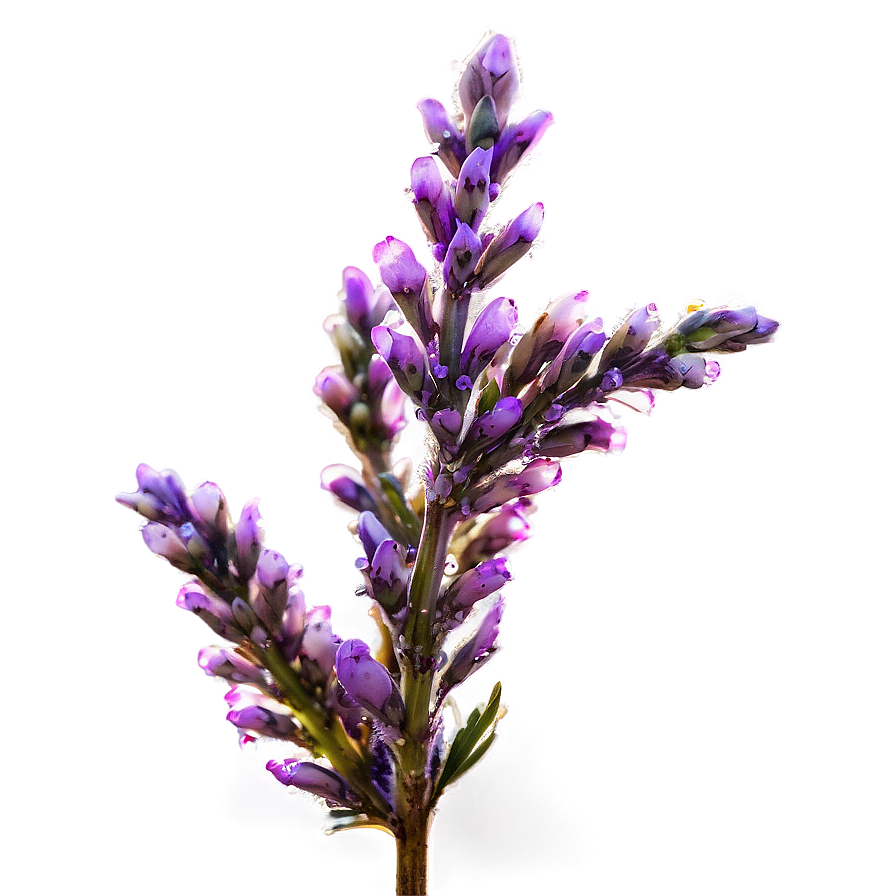 Dewy Heather Morning Png Nkf71 PNG Image