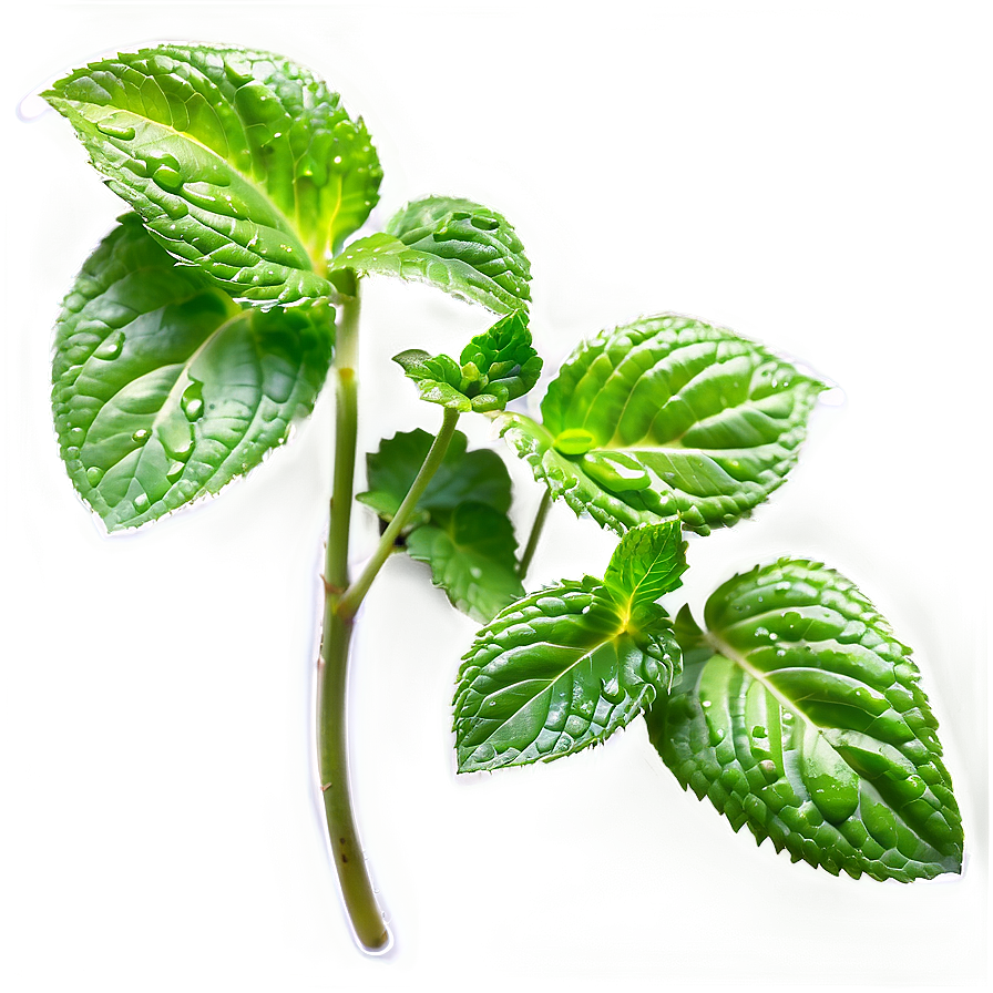 Dewy Mint Leaves Png Qaw PNG Image