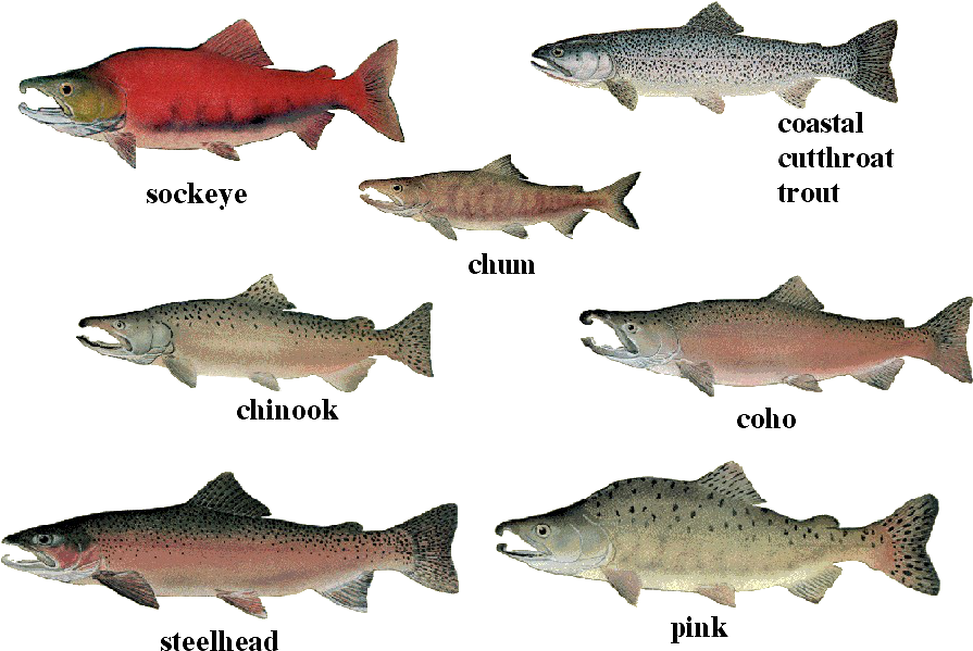 Different Speciesof Salmonand Trout PNG Image