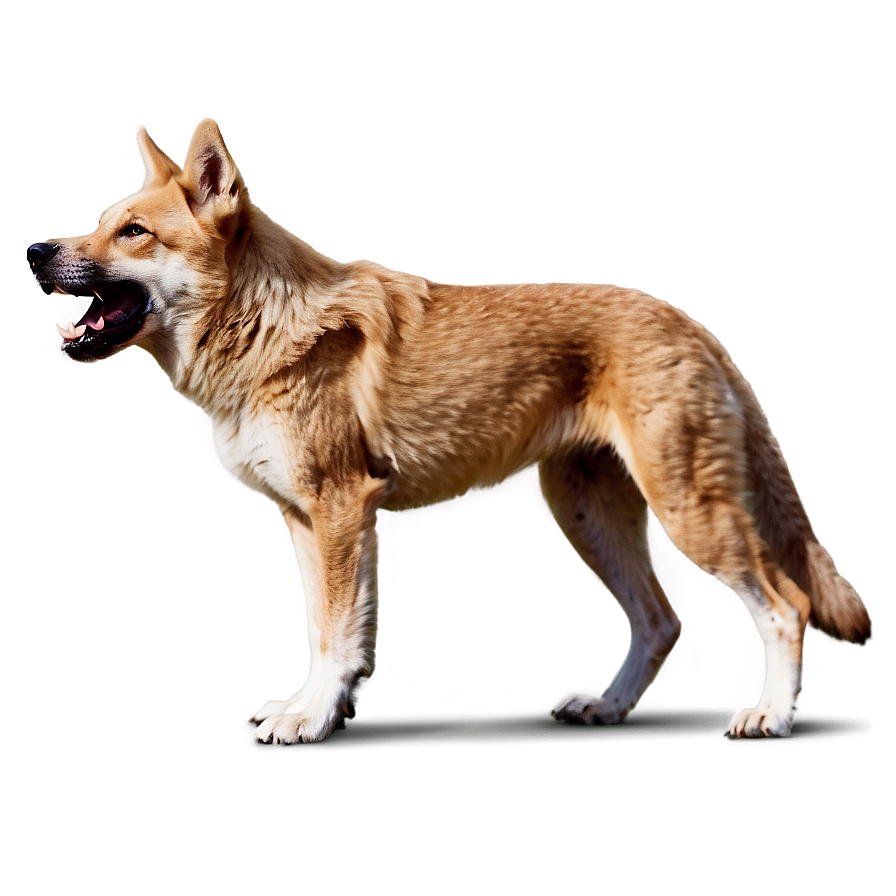 Dingo In Action Png Uwb4 PNG Image