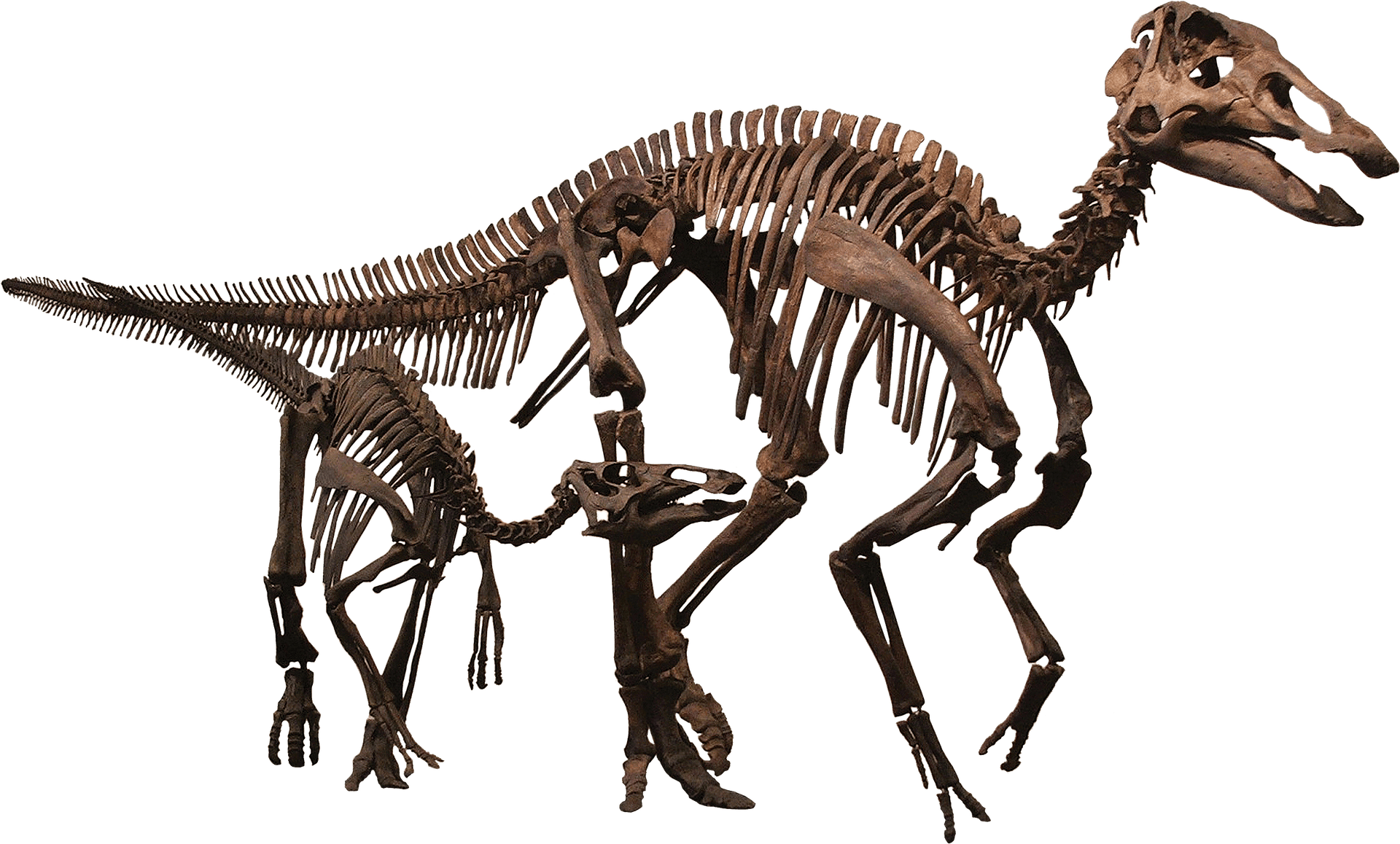 Dinosaur Skeleton Exhibit.png PNG Image