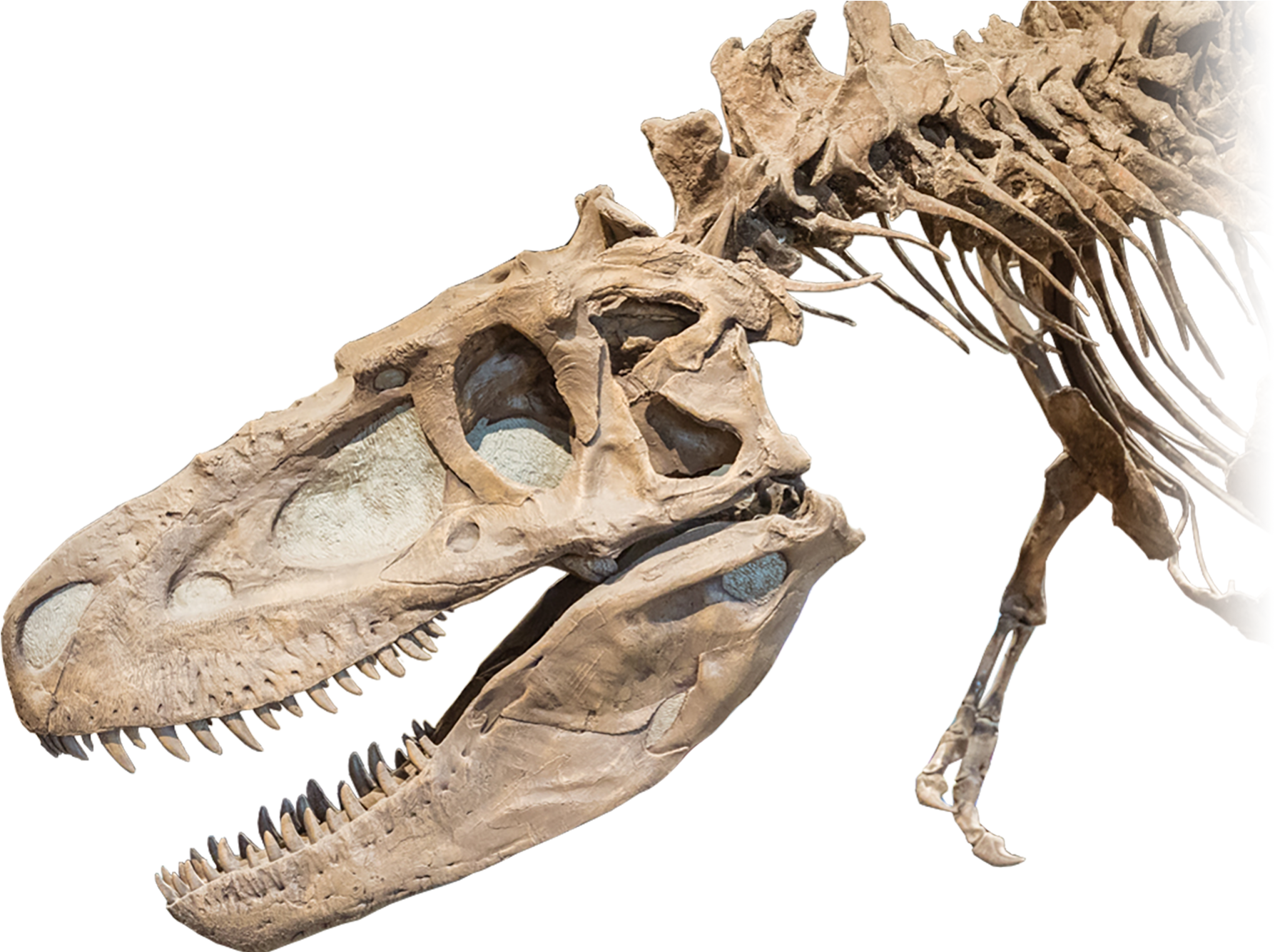 Dinosaur Skeleton Head PNG Image