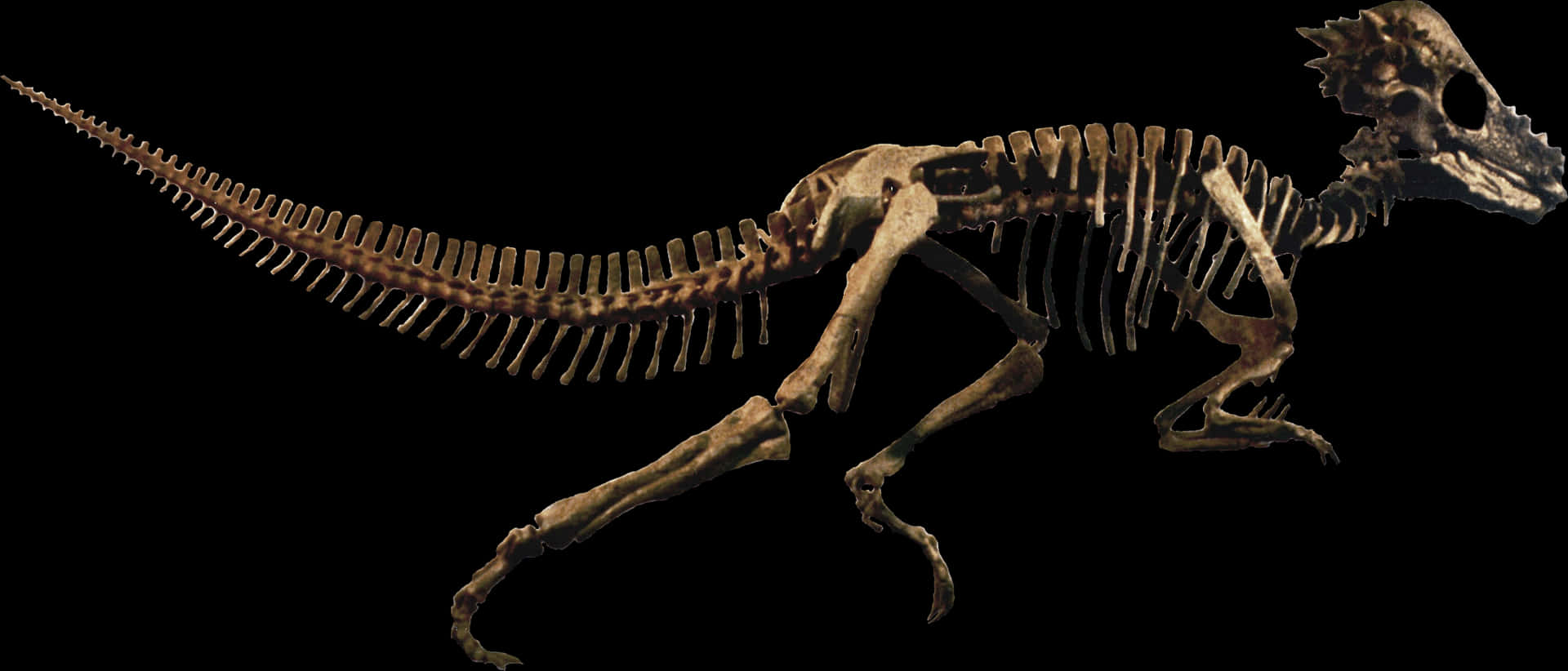 Dinosaur Skeleton Profile PNG Image