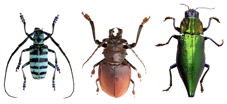 Diverse Beetle Species Showcase PNG Image