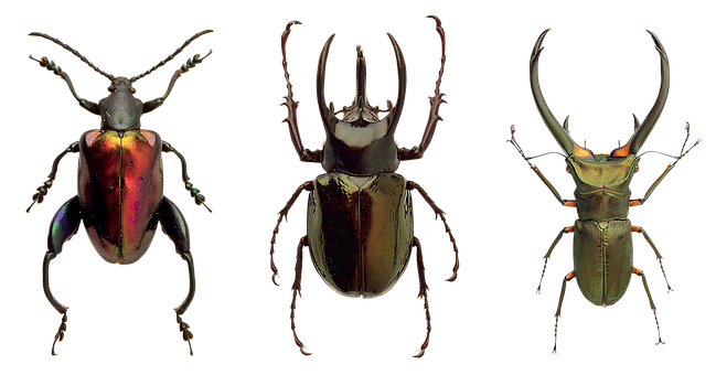 Diverse Beetle Species Triad PNG Image