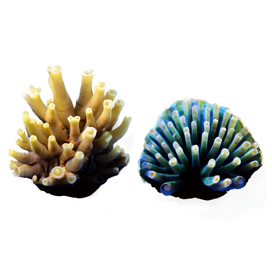 Diverse Coral Species Png 05242024 PNG Image