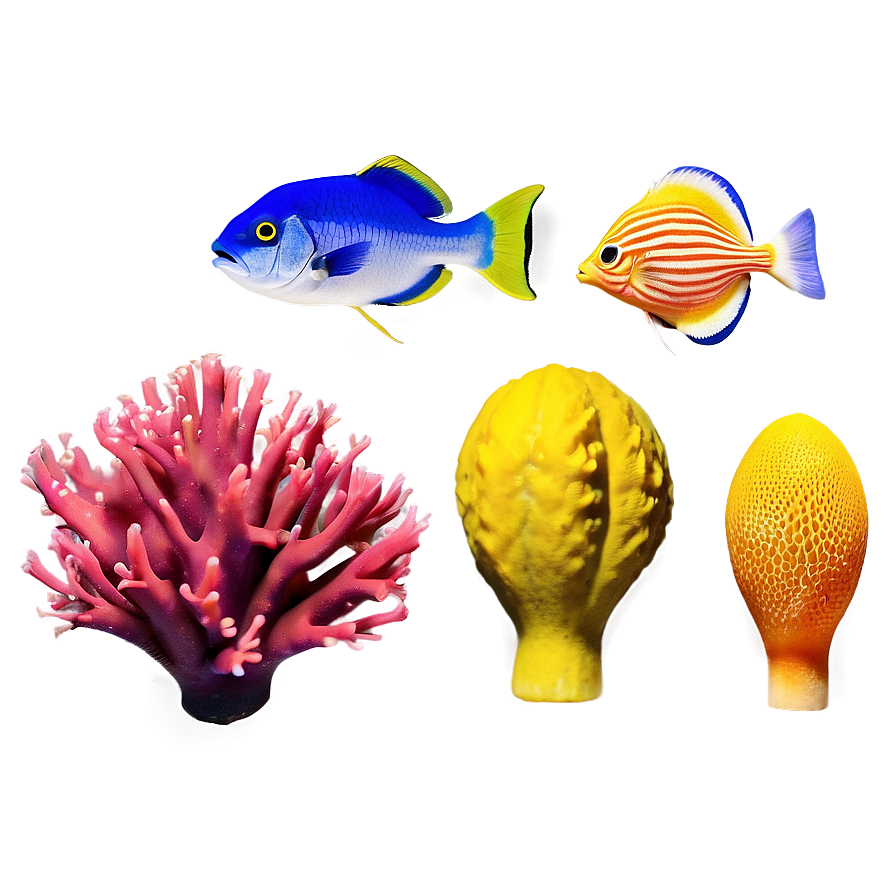 Diverse Coral Species Png Uwa41 PNG Image