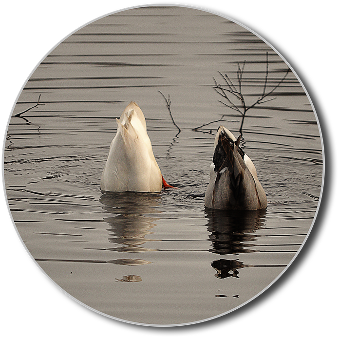 Diving Ducks Synchronized Feeding PNG Image