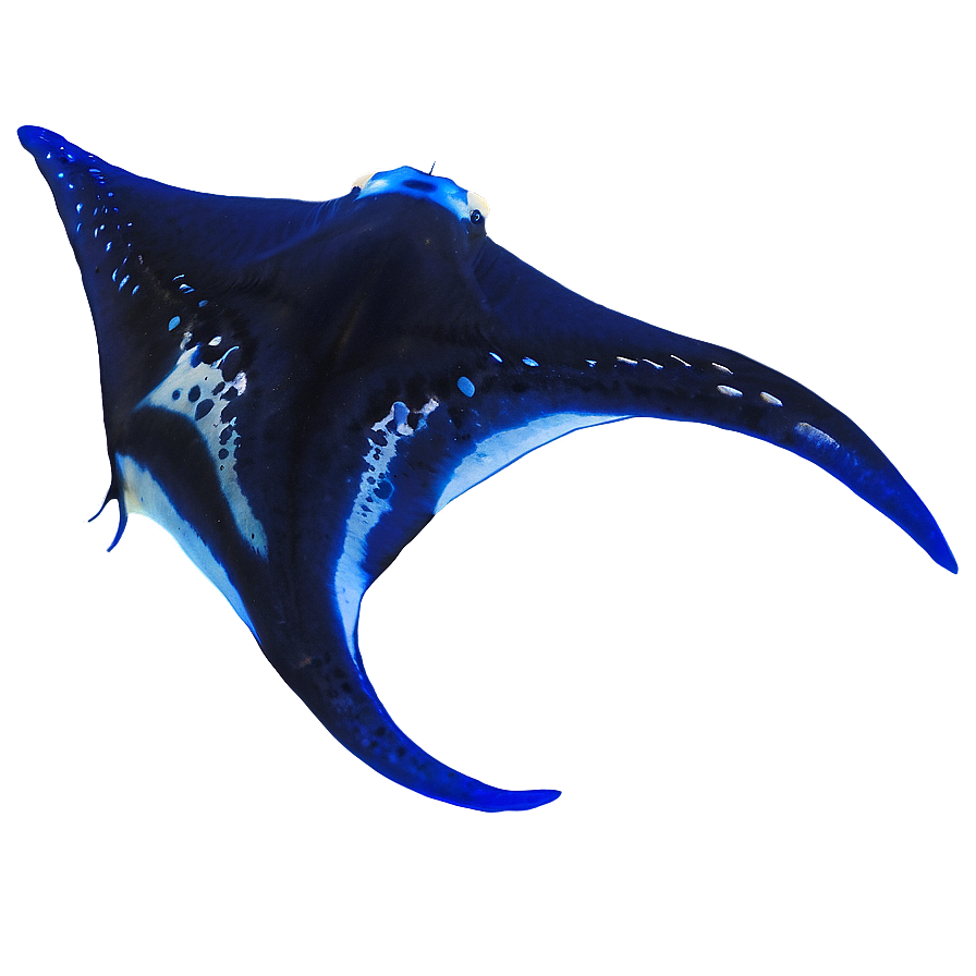 Diving With Manta Rays Png 95 PNG Image