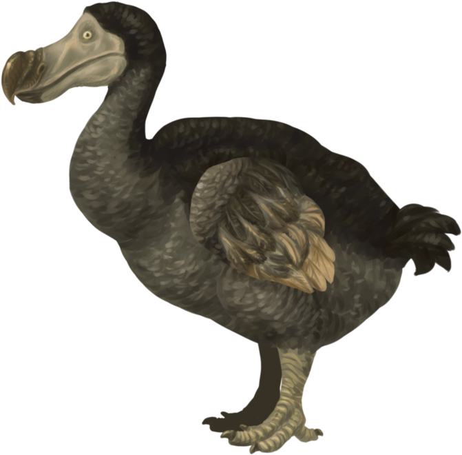 Dodo Bird Illustration PNG Image