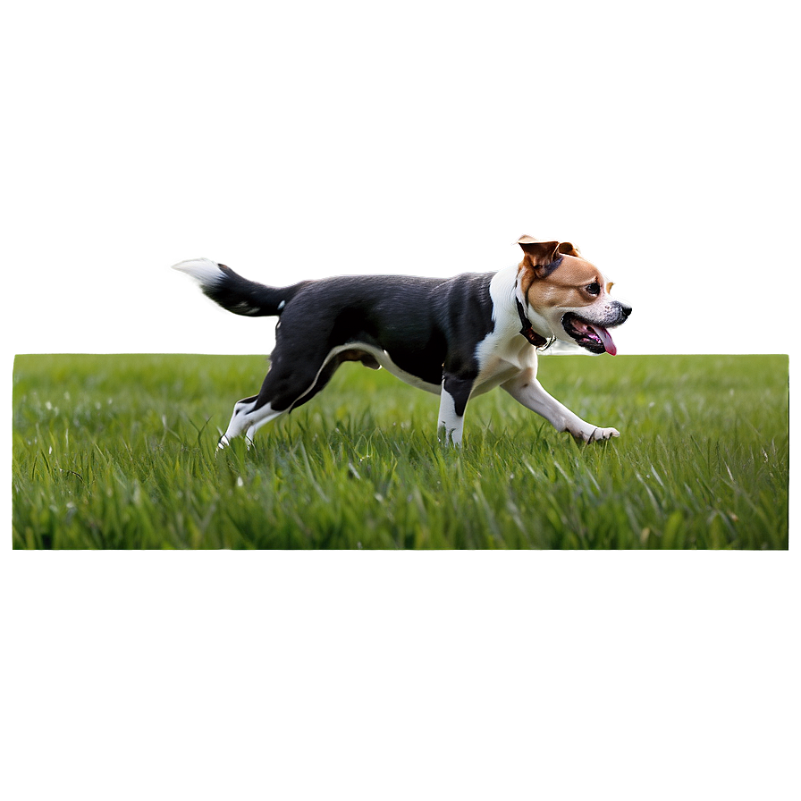 Dog Walking Field Png Jyt PNG Image