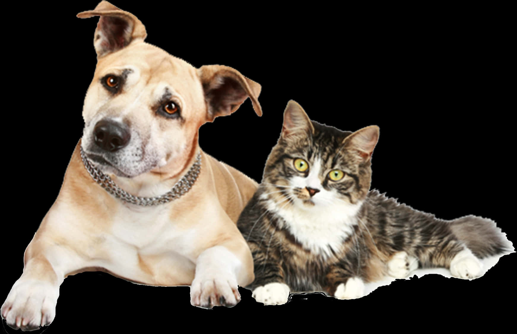 Dogand Cat Friends PNG Image