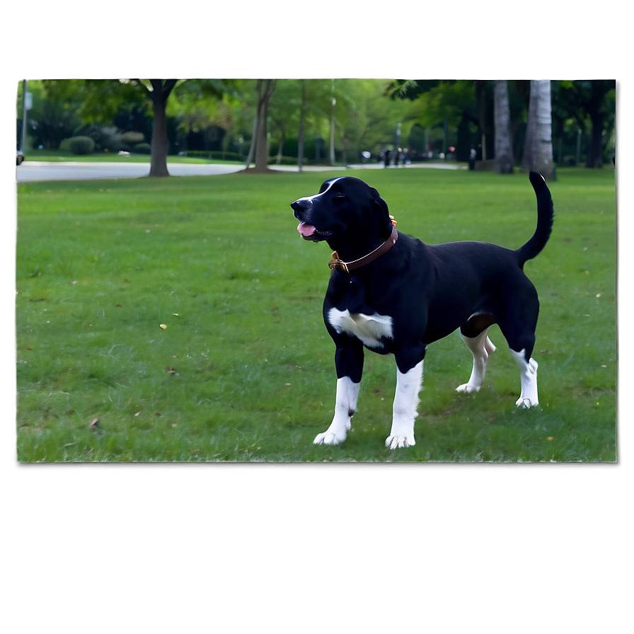 Dogs In The Park Png 05242024 PNG Image