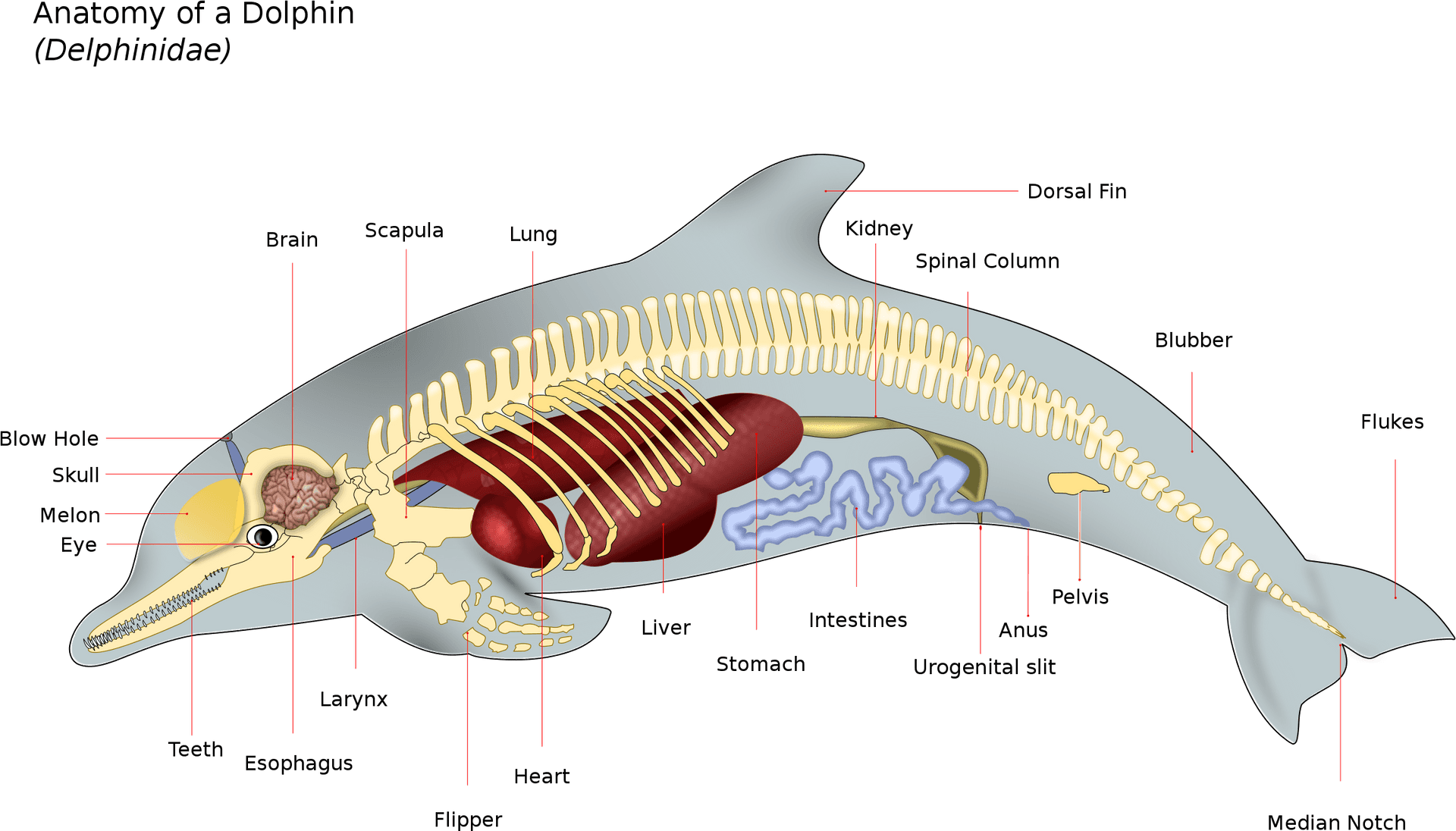 Dolphin Anatomy Illustration PNG Image