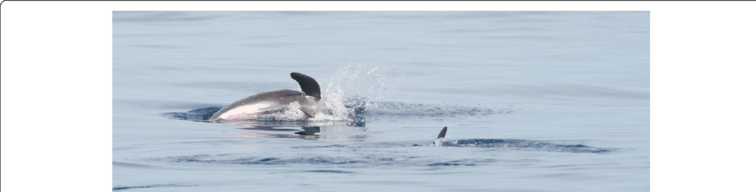 Dolphin Leaping Off Mozambique Coast PNG Image