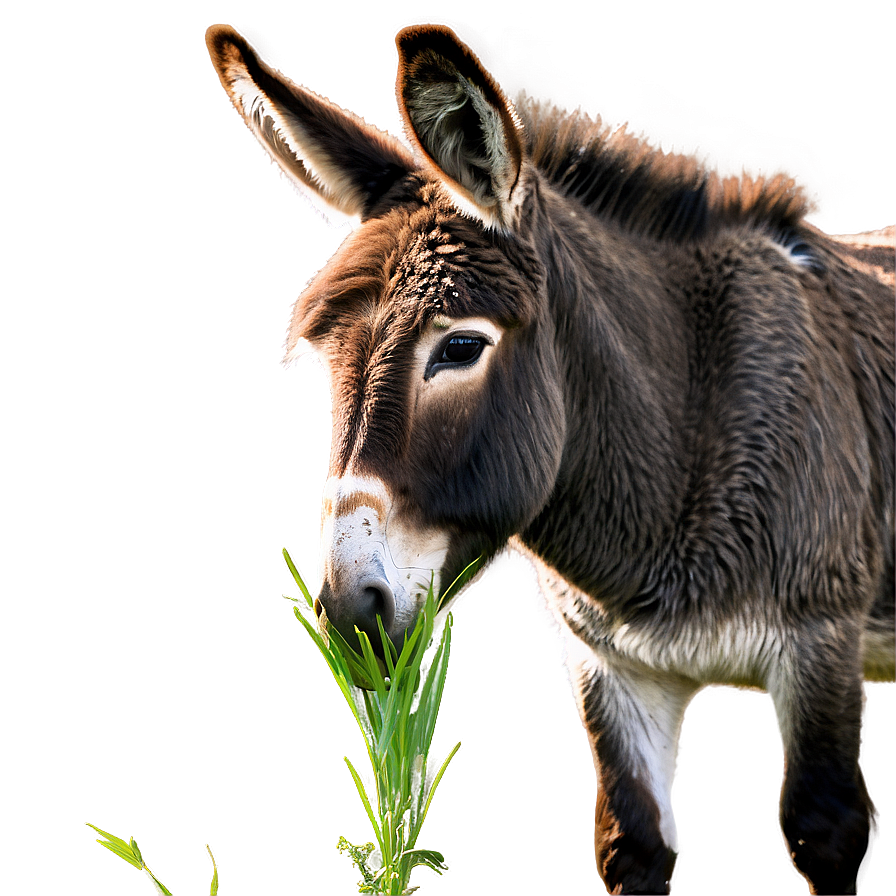 Donkey Eating Grass Png Gom46 PNG Image